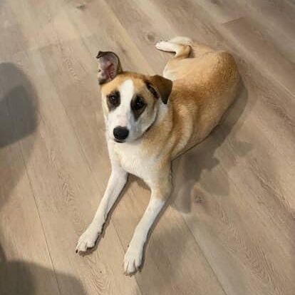 Erwin, Adoptable, Young Male Husky.