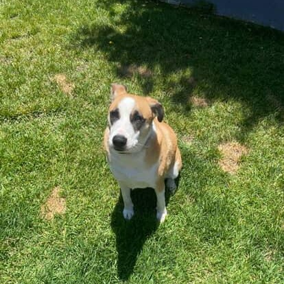 Erwin, a Adoptable mixed breed in Tarzana, CA image 2/6