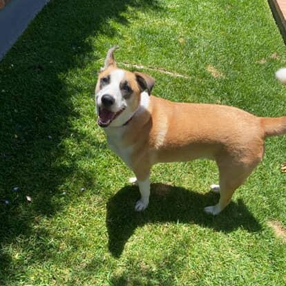 Erwin, a Adoptable mixed breed in Tarzana, CA image 3/6