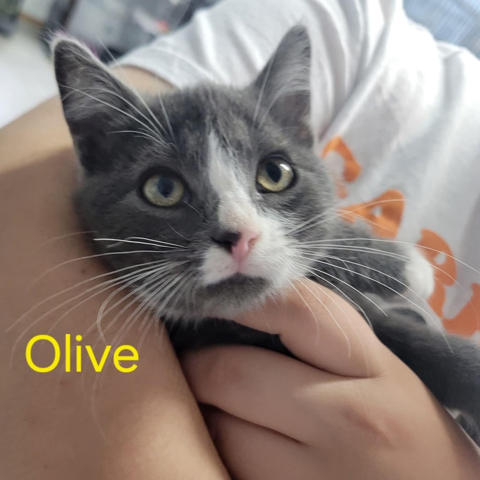 Olive, Adoptable, Kitten Female Domestic Short Hair.