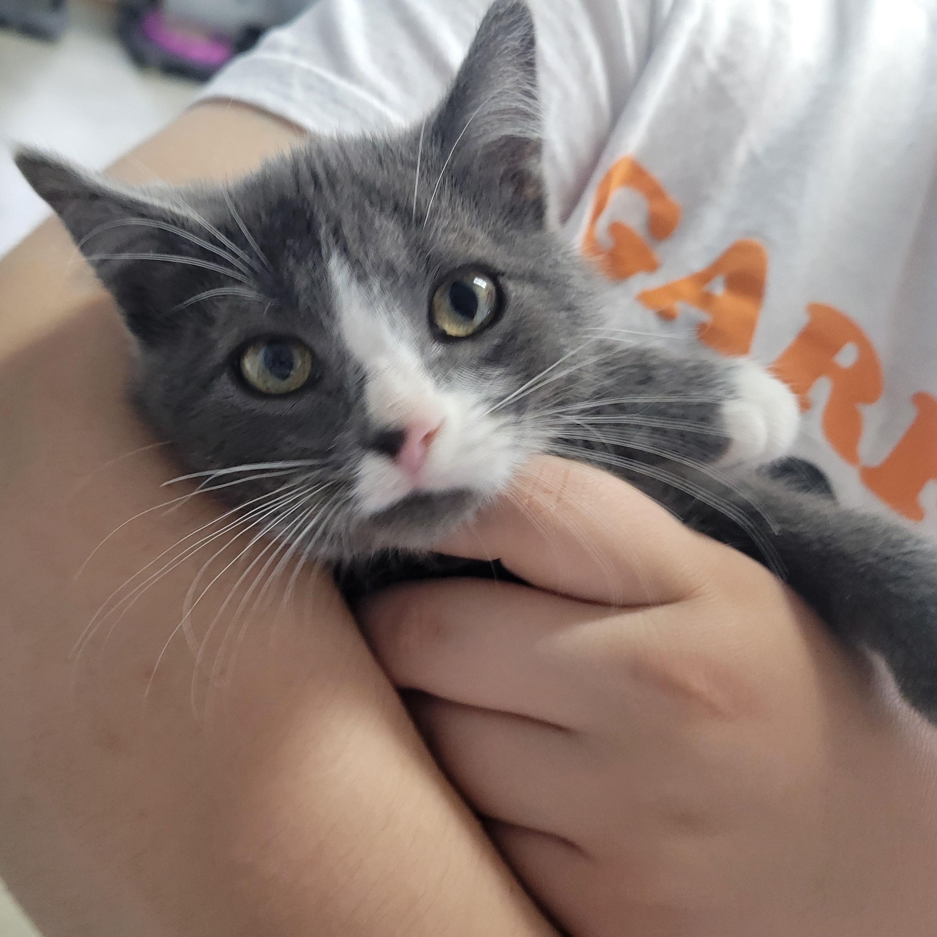 Olive, a Adoptable Domestic Short Hair in Clarinda, IA image 2/3