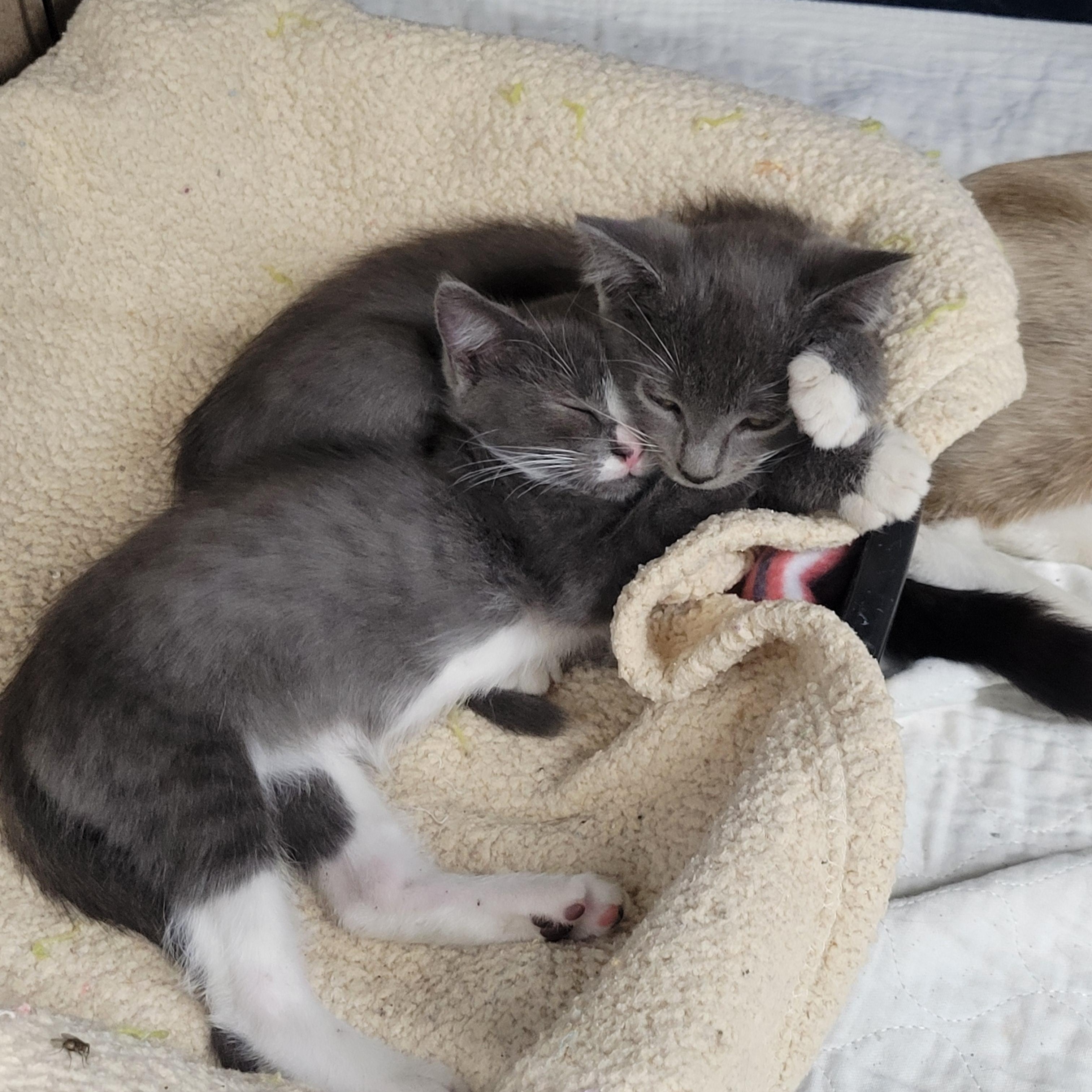 Olive, a Adoptable Domestic Short Hair in Clarinda, IA image 3/3