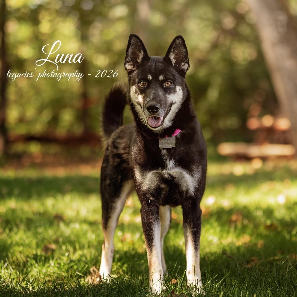 Luna, Adoptable, Adult Female Husky.