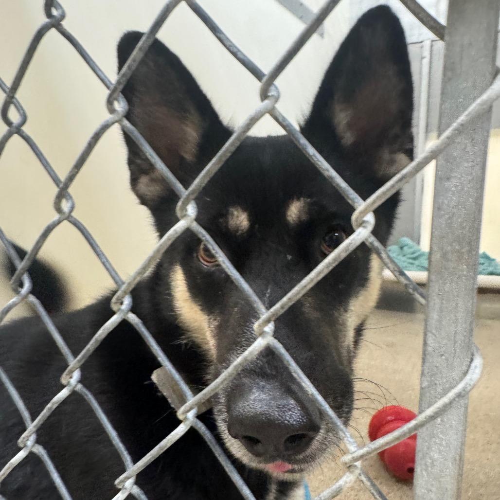 Enlarge Luna, a Adoptable Husky in Pekin, IL image 2/4