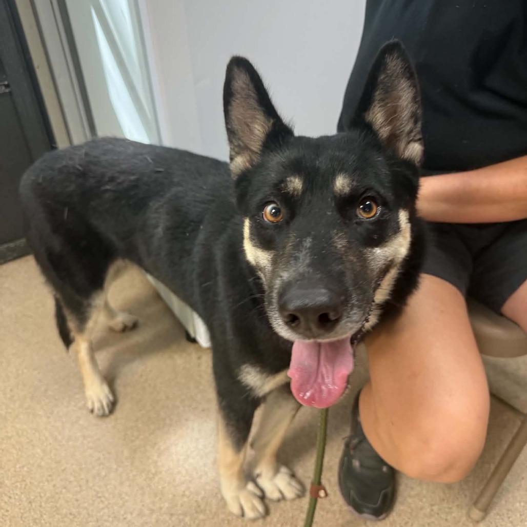 Enlarge Luna, a Adoptable Husky in Pekin, IL image 3/4
