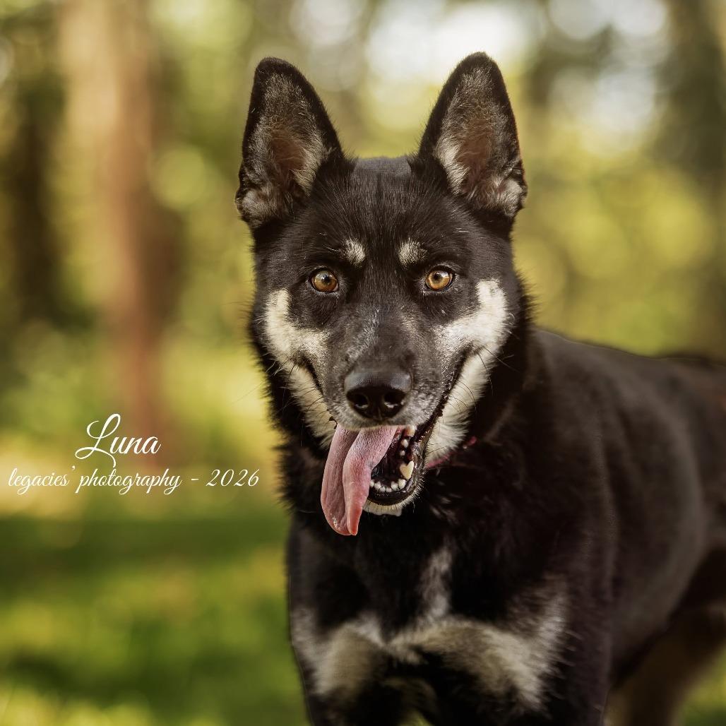 Enlarge Luna, a Adoptable Husky in Pekin, IL image 4/4