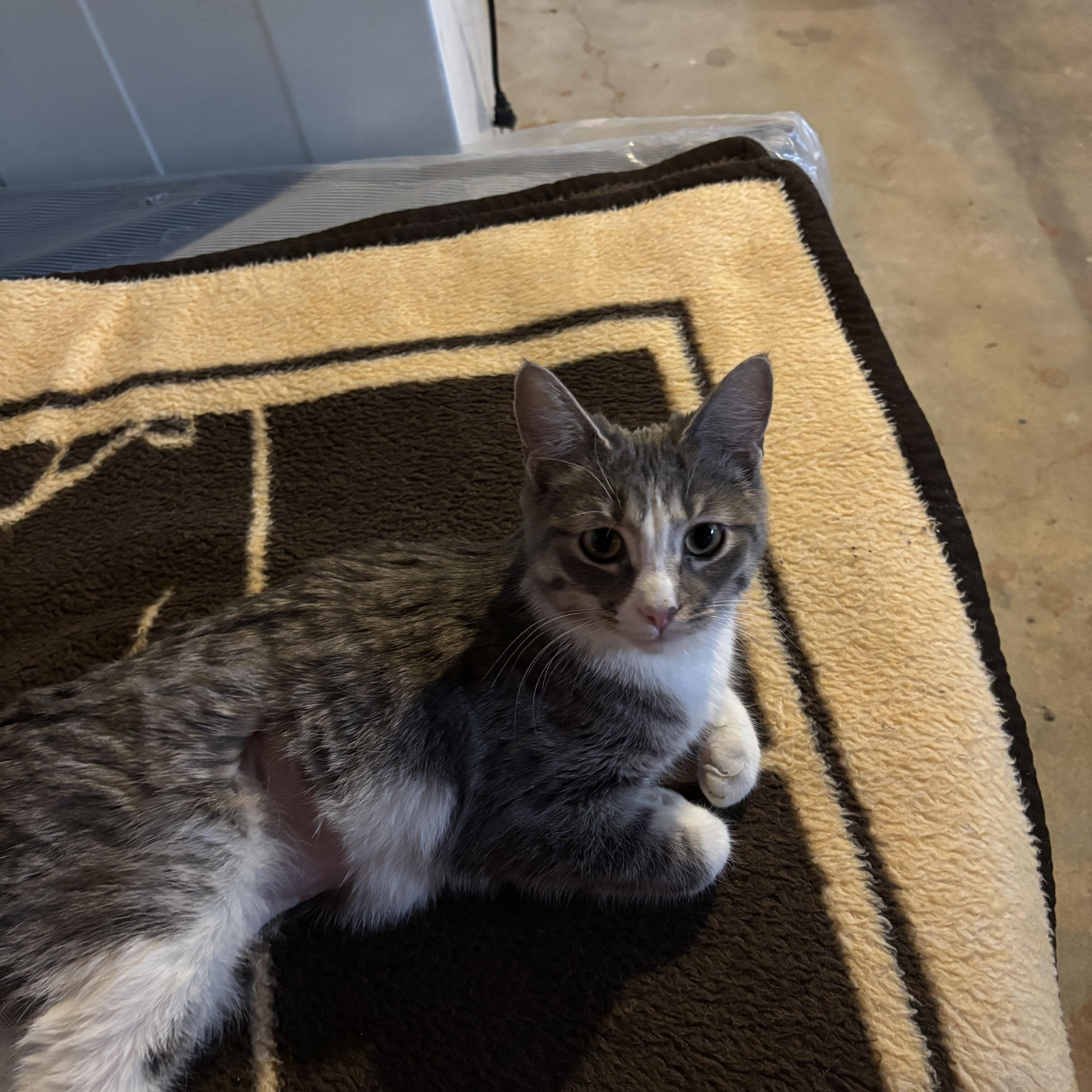 Enlarge Mae Ling, a ADOPTABLE Domestic Short Hair in Milwaukee, WI image 5/5