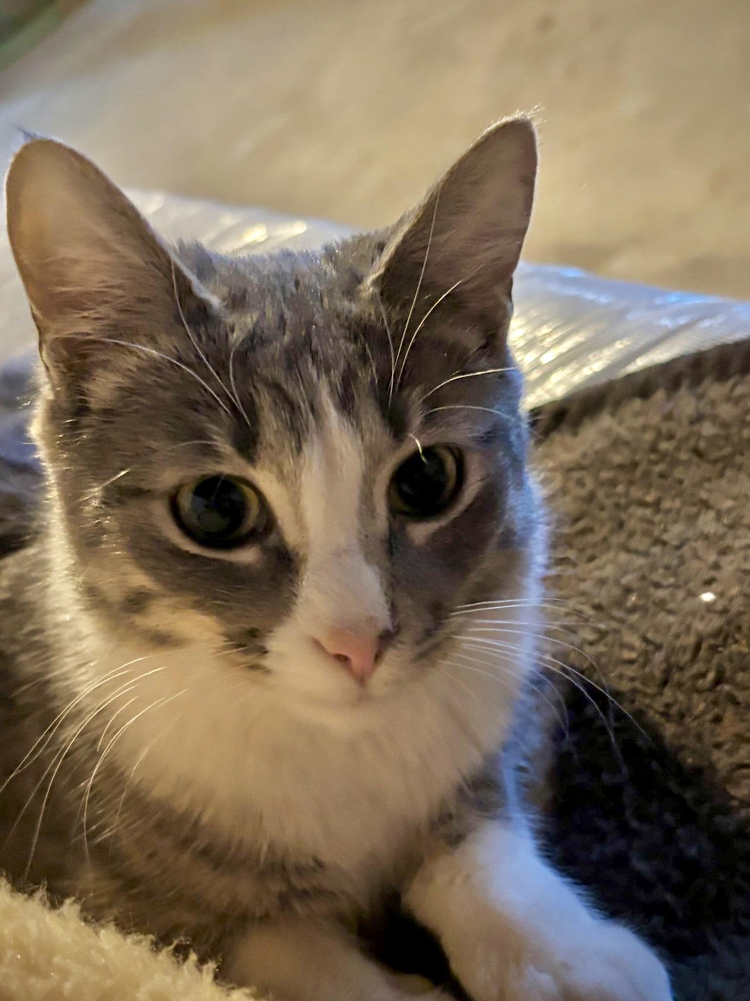 Enlarge Mae Ling, a ADOPTABLE Domestic Short Hair in Milwaukee, WI image 3/5