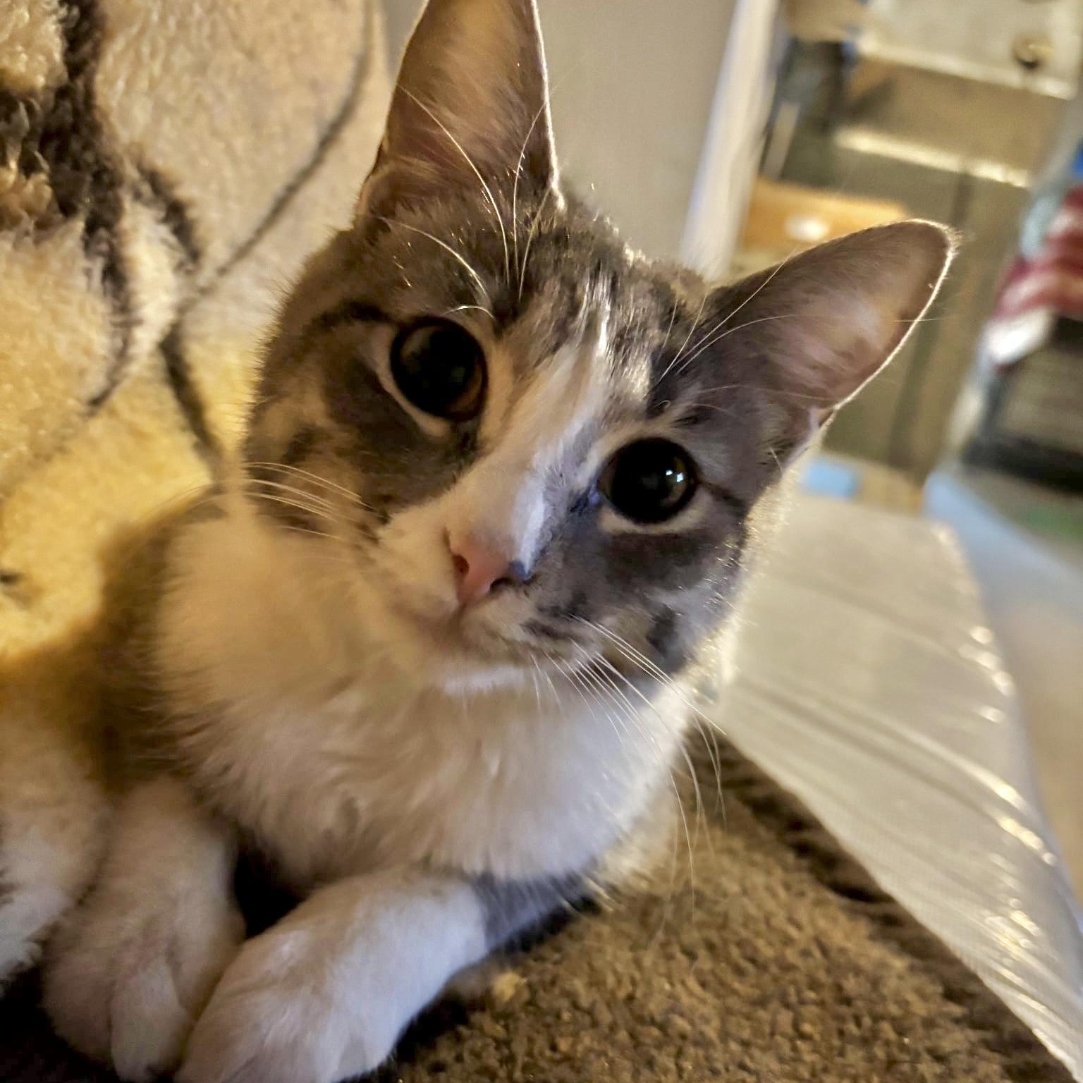 Mae Ling, ADOPTABLE, Young Female Domestic Short Hair.