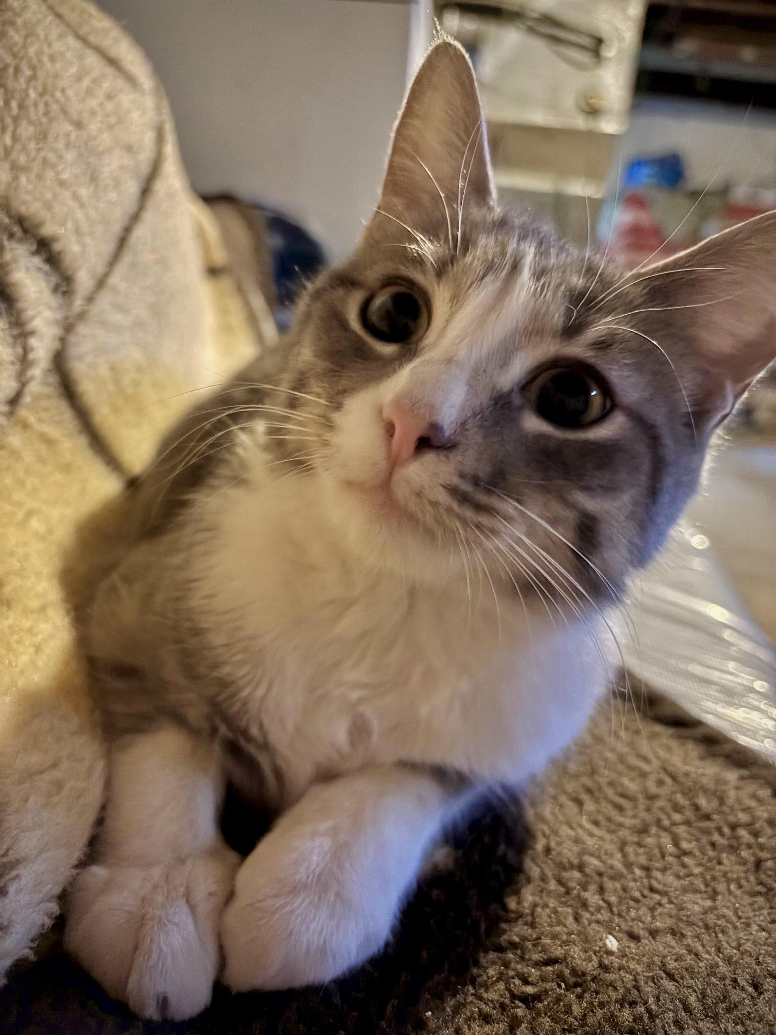 Enlarge Mae Ling, a ADOPTABLE Domestic Short Hair in Milwaukee, WI image 4/5