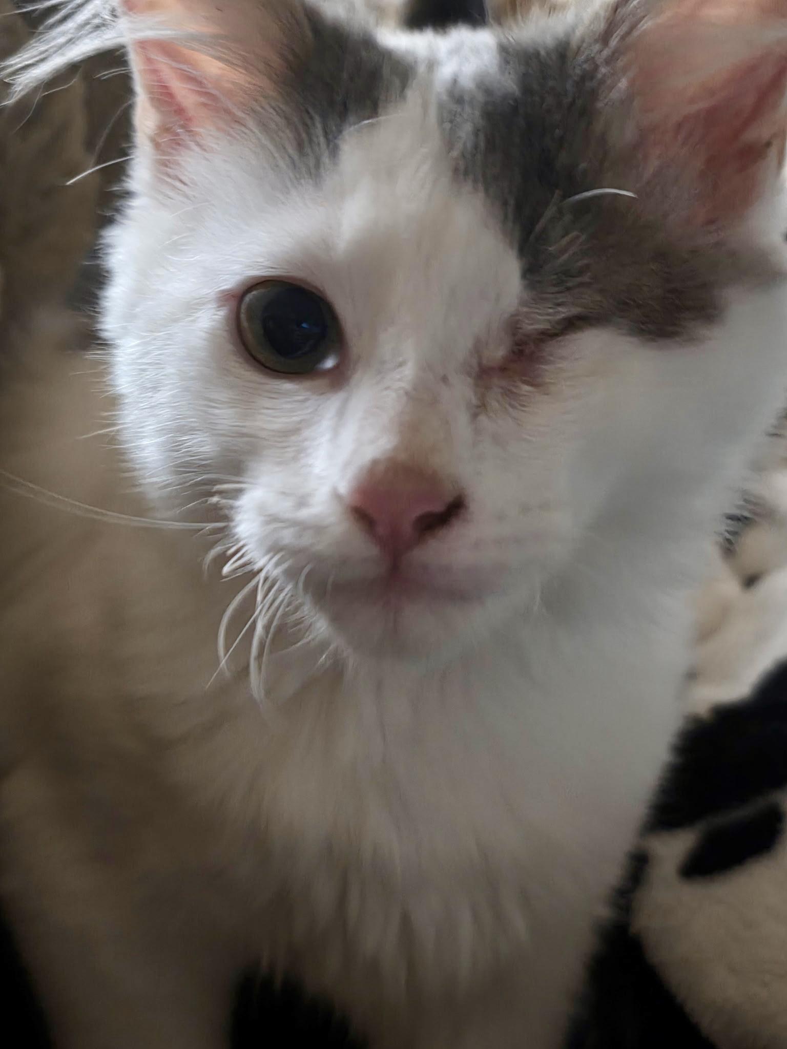 Enlarge Mr. Smitten Kitten, a Adopted Domestic Medium Hair in Noble, OK image 2/4