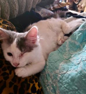 Enlarge Mr. Smitten Kitten, a Adopted Domestic Medium Hair in Noble, OK image 3/4