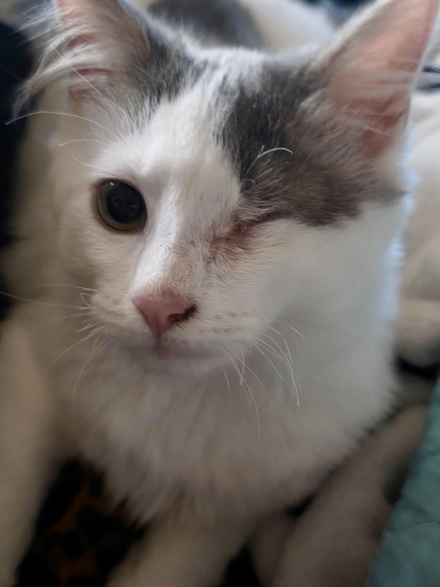 Enlarge Mr. Smitten Kitten, a Adopted Domestic Medium Hair in Noble, OK image 4/4