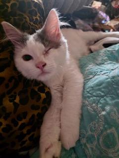 Mr. Smitten Kitten, Adopted, Young Male Domestic Medium Hair.