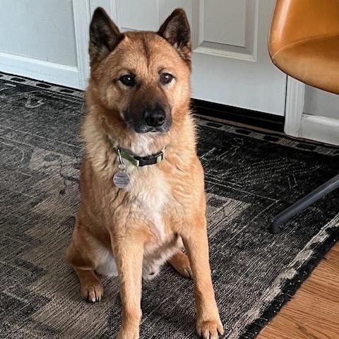 Enlarge Keanu, a Adopted Jindo in Crockett, CA image 3/6