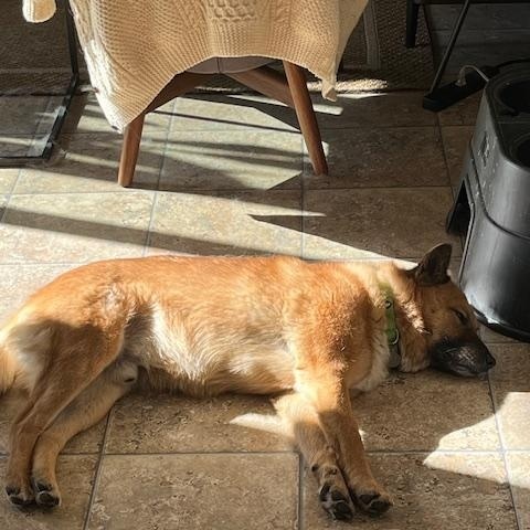 Enlarge Keanu, a Adopted Jindo in Crockett, CA image 5/6