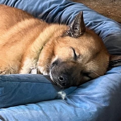 Enlarge Keanu, a Adopted Jindo in Crockett, CA image 1/6