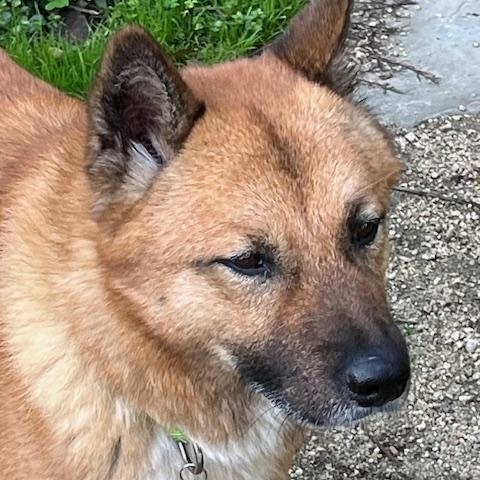 Enlarge Keanu, a Adopted Jindo in Crockett, CA image 6/6