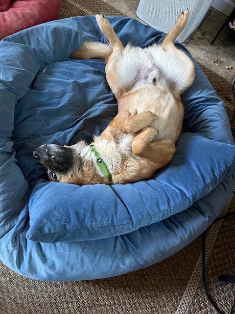 Enlarge Keanu, a Adopted Jindo in Crockett, CA image 2/6