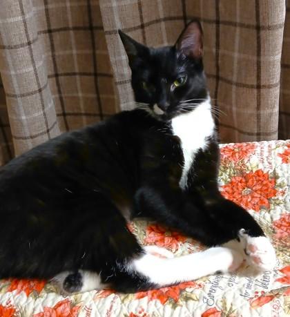 Luvy, Adoptable, Young Female Domestic Short Hair & Domestic Short Hair.
