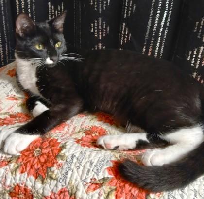 Luvy, a Adoptable mixed breed in Encinitas, CA image 3/3