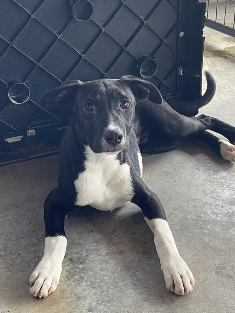 Enlarge Porter, a Adoptable mixed breed in Rolla, MO image 1/1