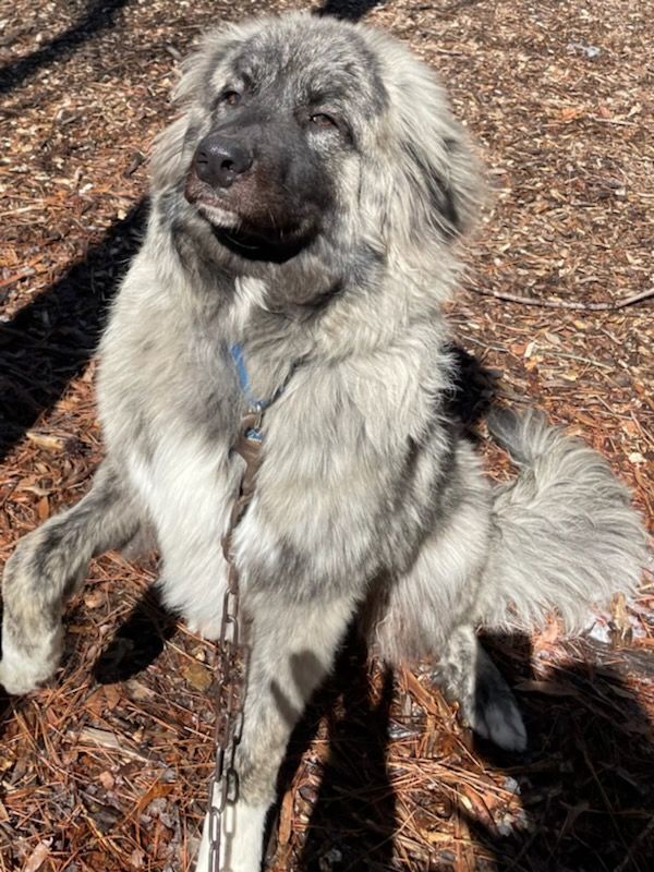 Bene, a Adoptable mixed breed in Richmond, VA image 1/8