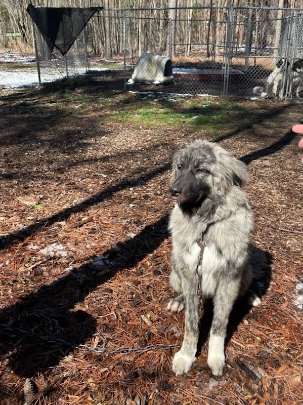 Bene, a Adoptable mixed breed in Richmond, VA image 2/8