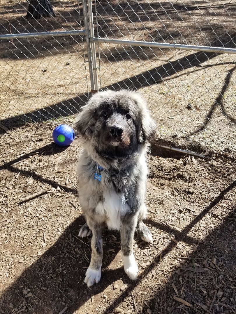 Bene, a Adoptable mixed breed in Richmond, VA image 3/8