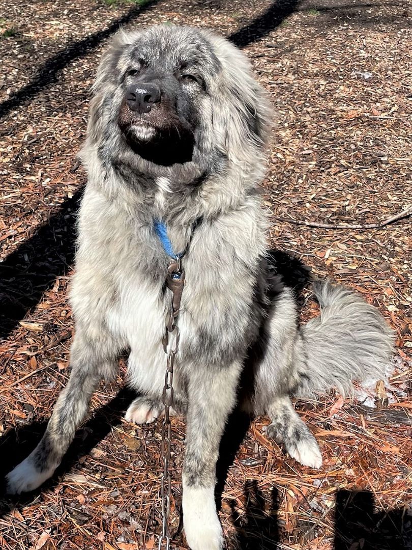 Bene, a Adoptable mixed breed in Richmond, VA image 4/8