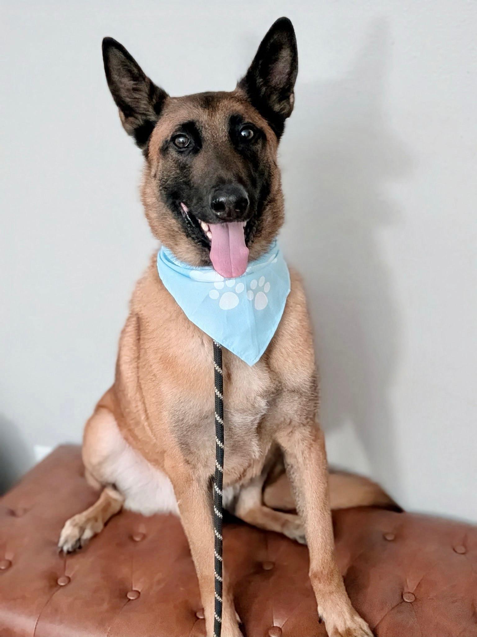 Enlarge Rito , a Adoptable Belgian Shepherd / Malinois in santa monica, CA image 6/6