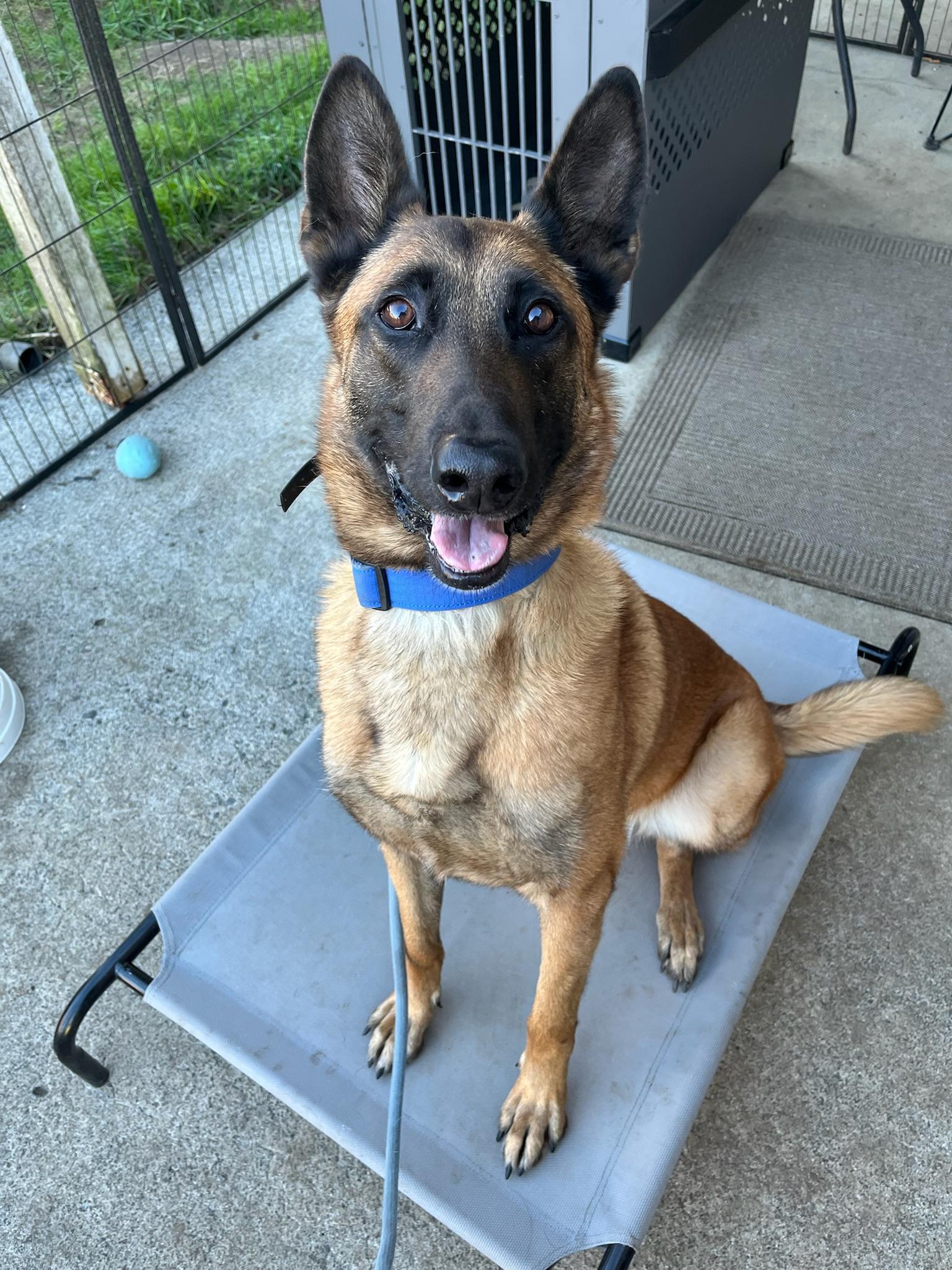Enlarge Rito , a Adoptable Belgian Shepherd / Malinois in santa monica, CA image 5/6