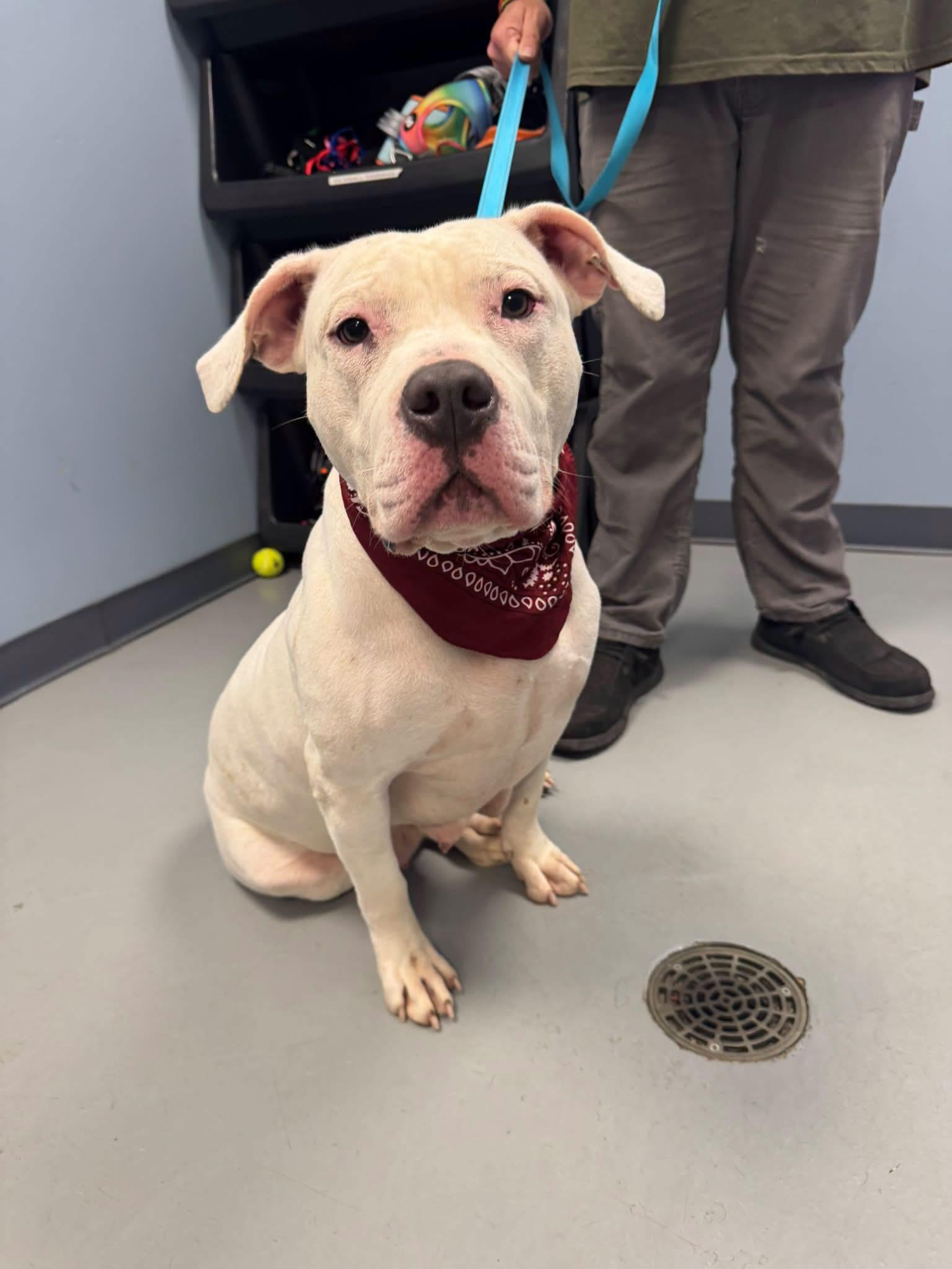 Moana, Adopted, Adult Female Terrier.