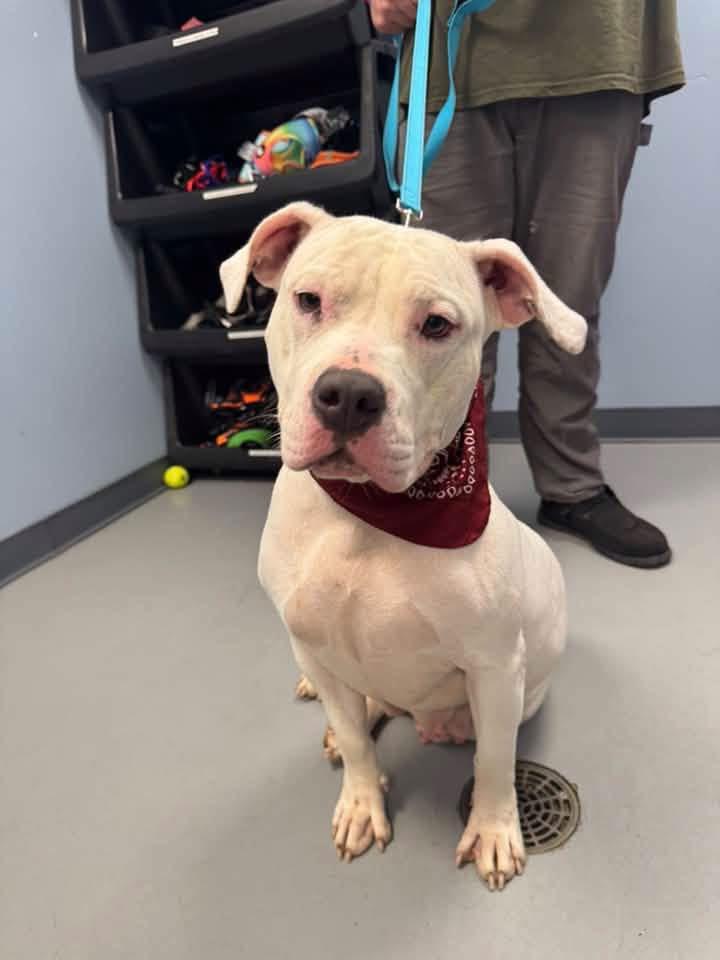 Enlarge Moana, a Adopted Terrier in Zanesville, OH image 3/3
