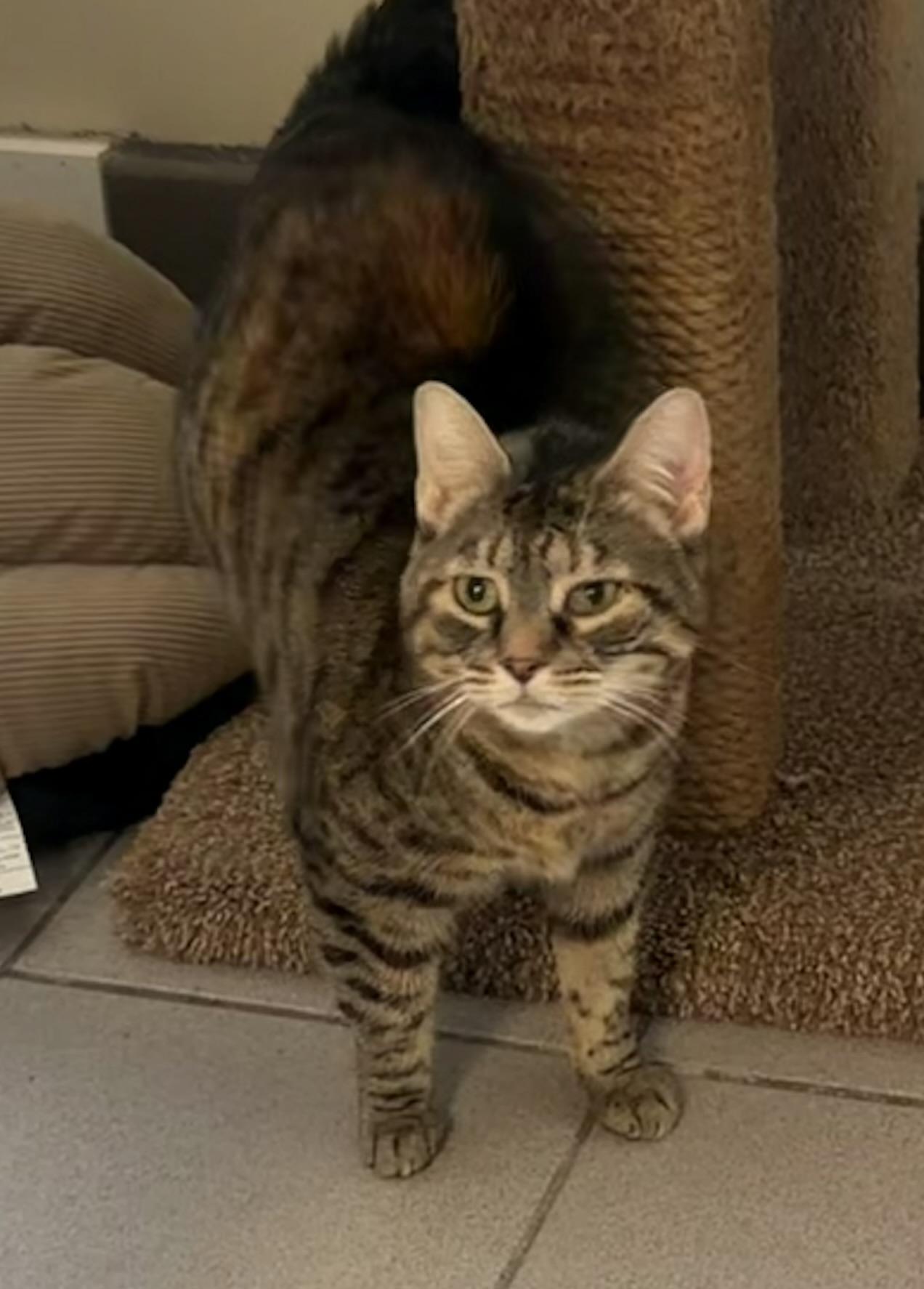 Enlarge Jazabelle, an adopted mixed breed in Pittsburgh, PA image 4/4