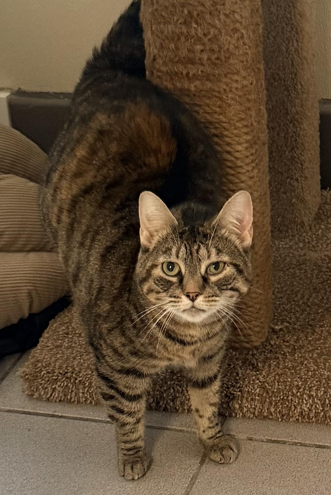Jazabelle, adopted, Adult Female Tabby & Domestic Short Hair.