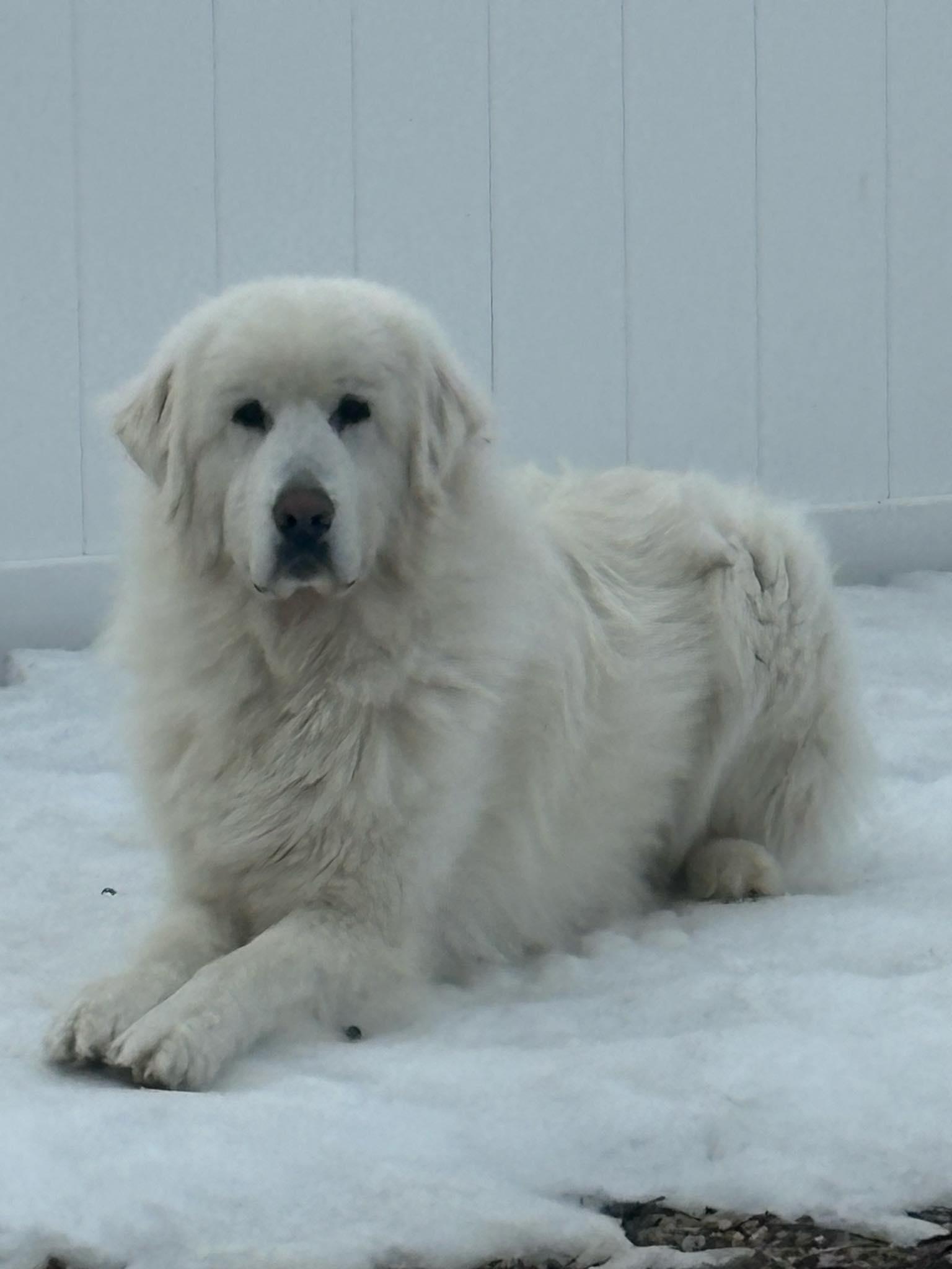 Solace, adopted, Adult Male Great Pyrenees.