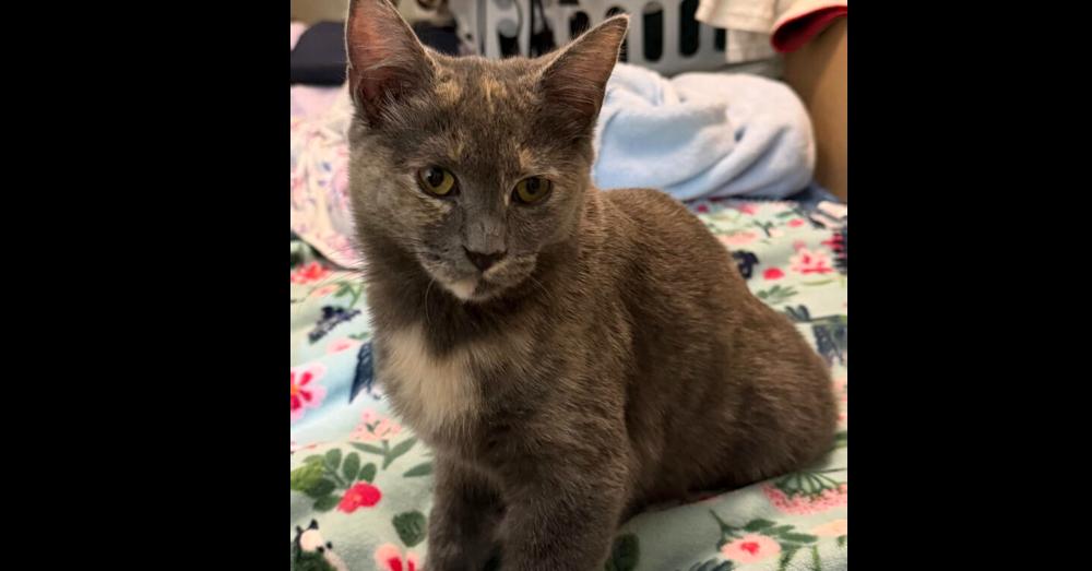 Cameo, Adoptable, Young Female Domestic Short Hair.