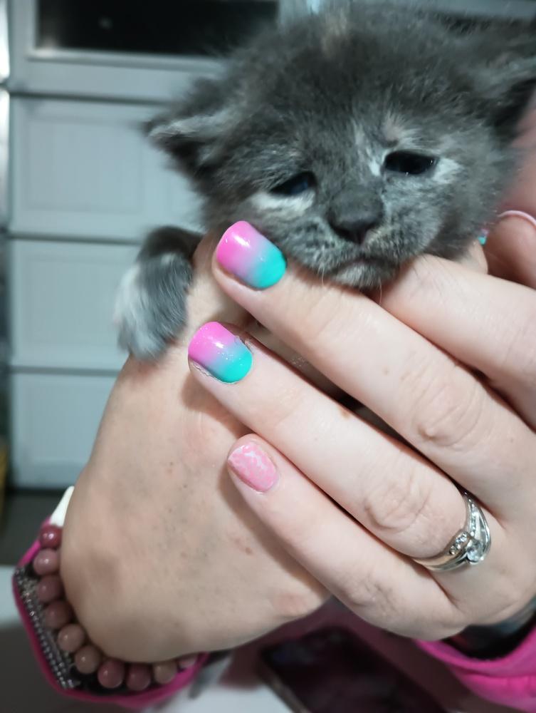 Enlarge Cameo, a Adoptable mixed breed in Lebanon, OR image 2/2