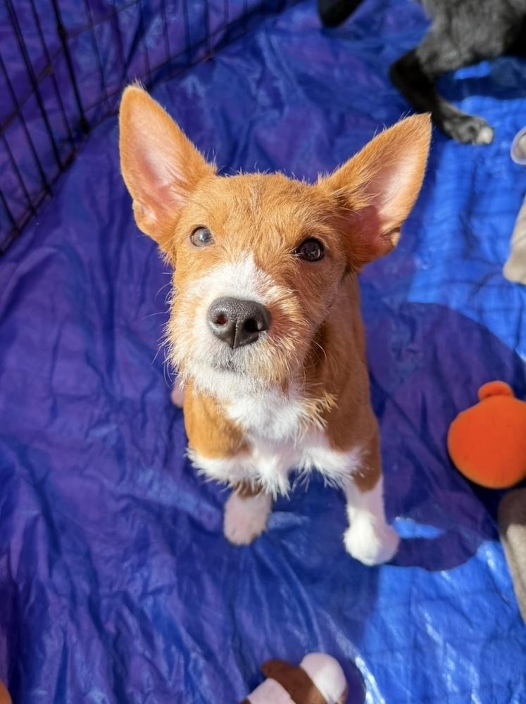 Leia, Adoptable, Puppy Female Terrier & Jack Russell Terrier.