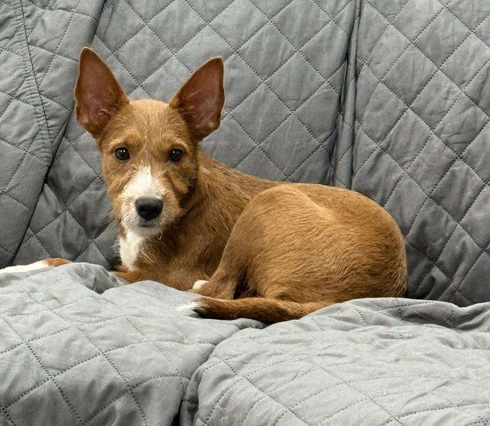 Enlarge Leia, a Adoptable mixed breed in Cheektowaga, NY image 2/3
