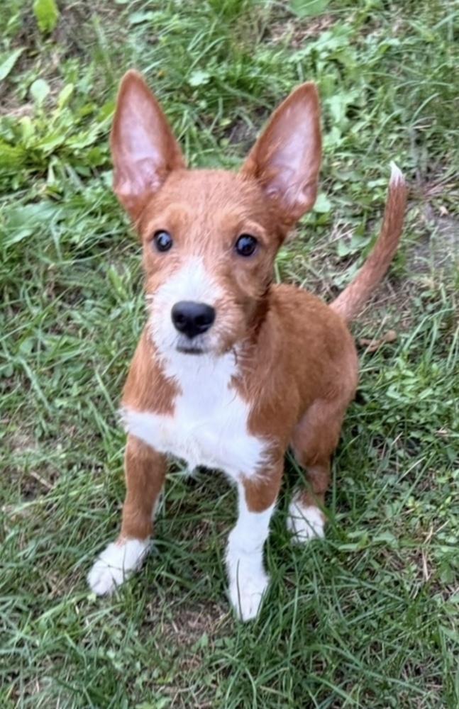 Enlarge Leia, a Adoptable mixed breed in Cheektowaga, NY image 3/3