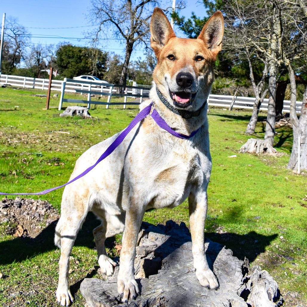 Kipp, Adoptable, Senior Male Cattle Dog & Australian Cattle Dog / Blue Heeler.