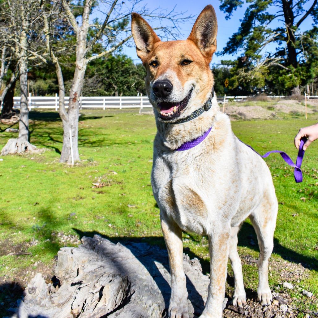 Kipp, a Adoptable mixed breed in Sonoma, CA image 4/5