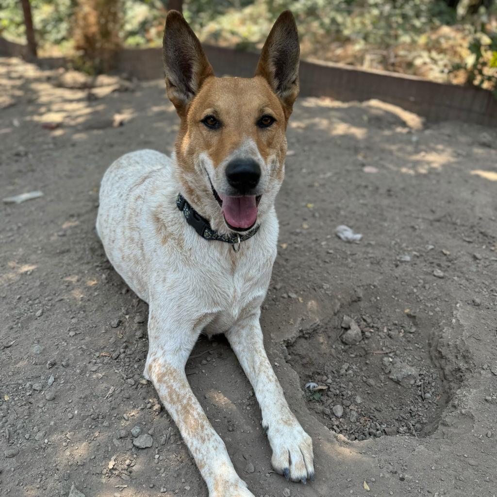 Kipp, a Adoptable mixed breed in Sonoma, CA image 5/5