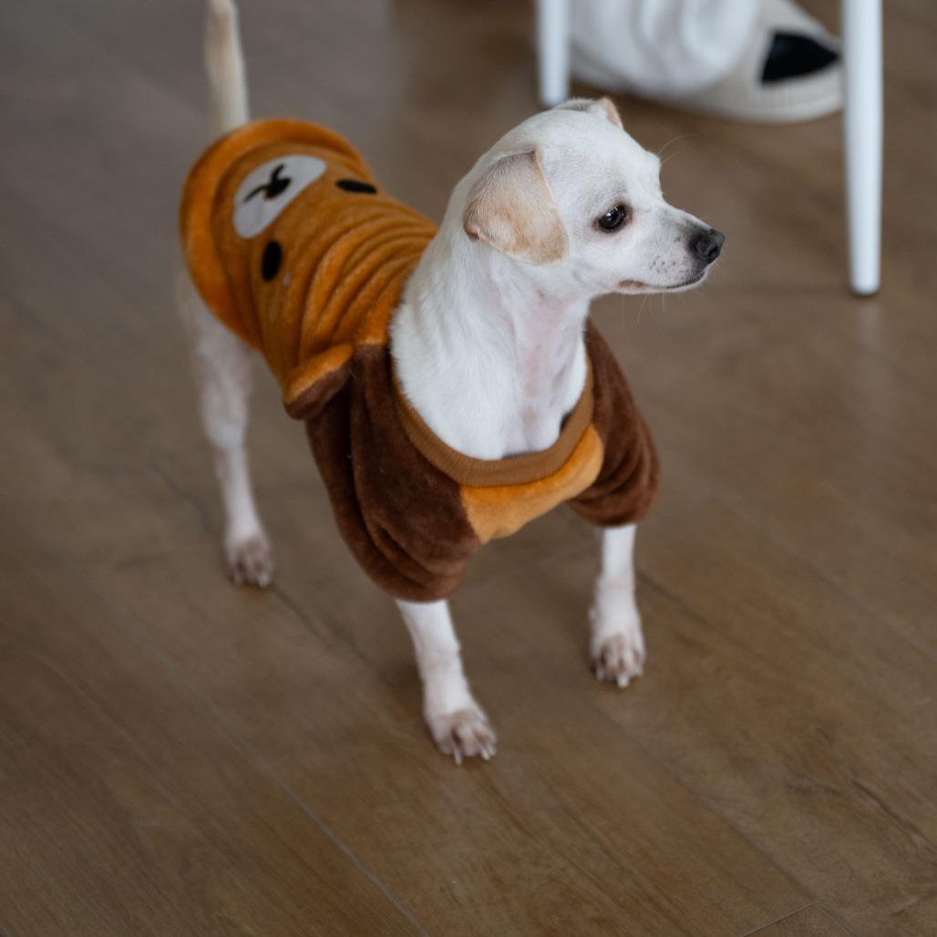 Enlarge Suzie Q, a Adoptable Chihuahua in Pacifica, CA image 1/6