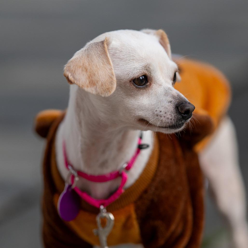 Suzie Q, a Adoptable Chihuahua image 1/5