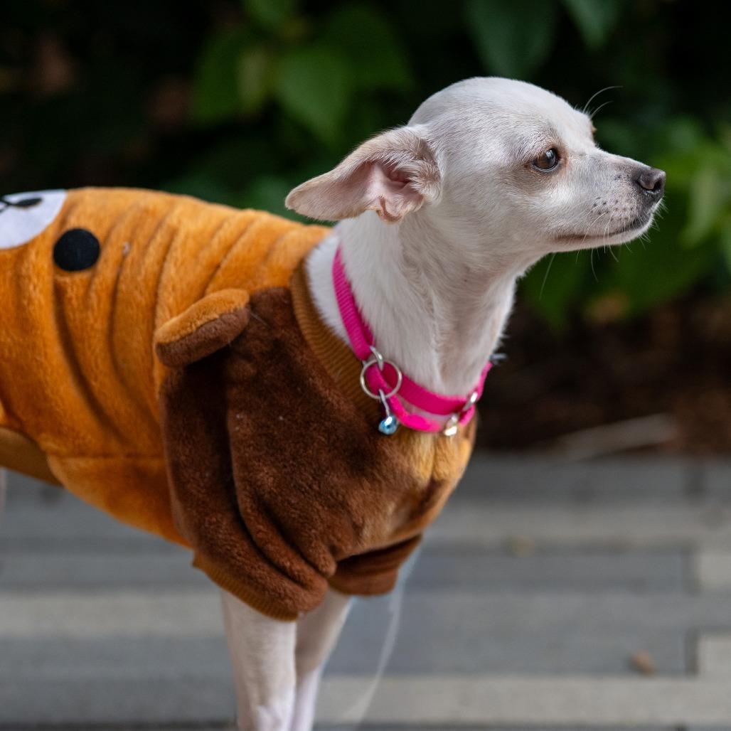 Suzie Q, a Adoptable Chihuahua image 2/5