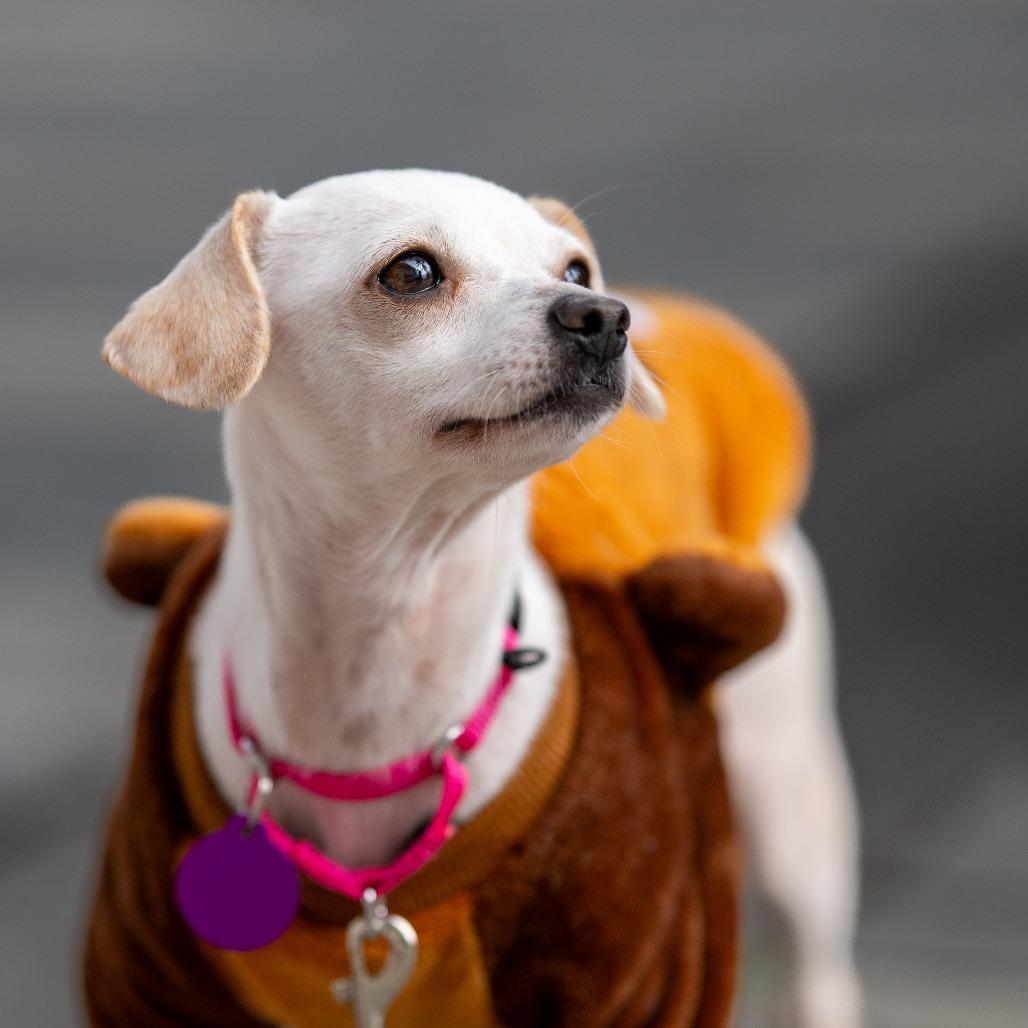 Suzie Q, a Adoptable Chihuahua image 3/5