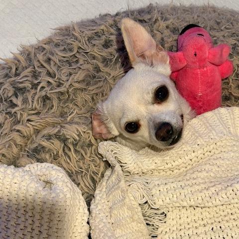 Enlarge Suzie Q, a Adoptable Chihuahua in Pacifica, CA image 3/6